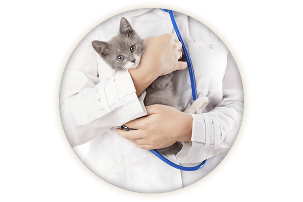 Veterinar