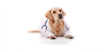 Cabinet Veterinar Bucuresti Sector 2