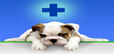 Cabinet Veterinar Chiajna