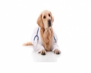 Clinica veterinara
