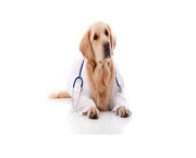 CABINET VETERINAR DROBETA TURNU SEVERIN 