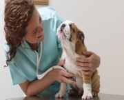 CABINET VETERINAR PT. ANIMALE DE COMPANIE