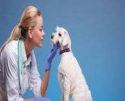 Premium Vet
