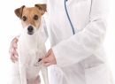 Hepatita Infectioasa Canina ...