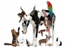 Suplimente Pentru Animale De Companie