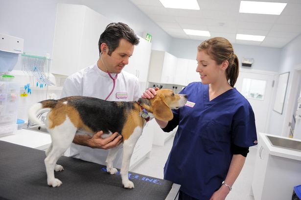 cabinet veterinar sfantu gheorghe
