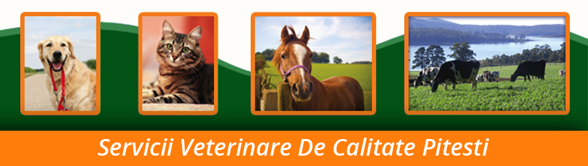 servicii veterinare, consultatii, tratamente servicii veterinare, consultatii, tratamente