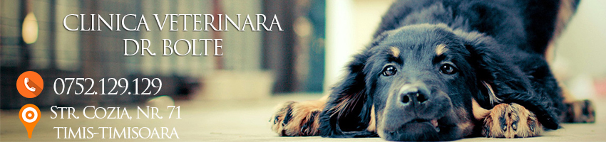 doctor veterinar timisoara clinica veterinara timisoara